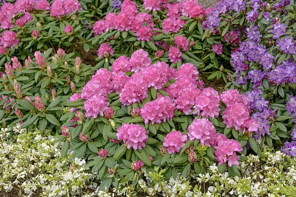 558211 - Large-flowered rhododendron hybrid (Rhododendron Catharine van Tol)