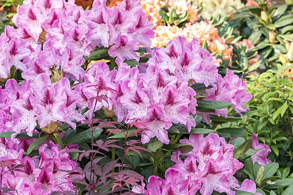 638229 - Large-flowered rhododendron hybrid (Rhododendron caucasicum 'Cosmopolitan')
