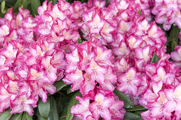 638230 - Large-flowered rhododendron hybrid (Rhododendron Cuyabeno)