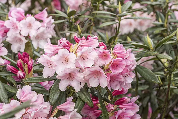 638231 - Large-flowered rhododendron hybrid (Rhododendron Dear Barbara)