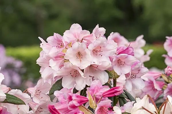 638232 - Large-flowered rhododendron hybrid (Rhododendron Dear Barbara)