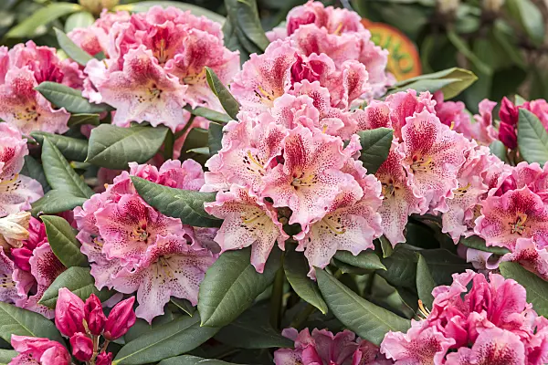 638233 - Large-flowered rhododendron hybrid (Rhododendron Djingistan)