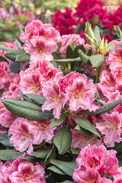 638234 - Large-flowered rhododendron hybrid (Rhododendron Djingistan)