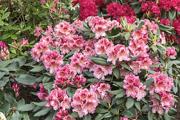 638235 - Large-flowered rhododendron hybrid (Rhododendron Djingistan)