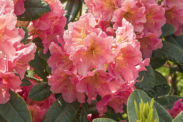 638236 - Large-flowered rhododendron hybrid (Rhododendron Dolcemente)