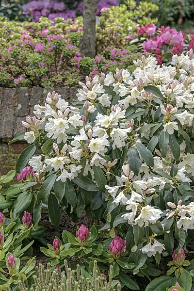 547269 - Large-flowered rhododendron hybrid (Rhododendron Dufthecke)