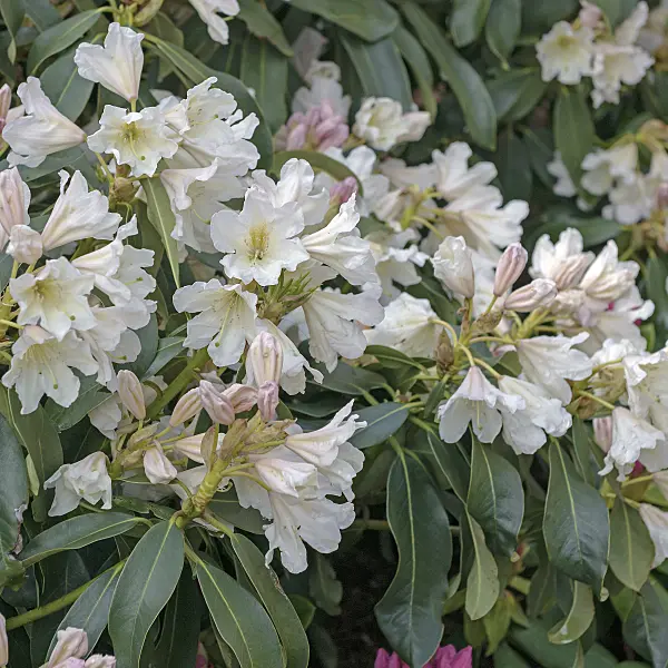 547270 - Large-flowered rhododendron hybrid (Rhododendron Dufthecke)