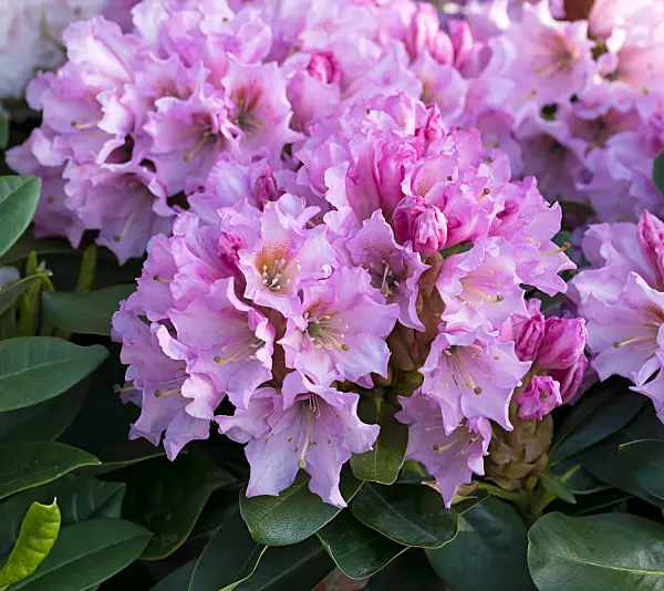 664378 - Large-flowered rhododendron hybrid (Rhododendron Dufthecke)
