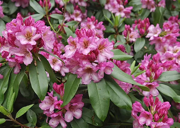 454066 - Large-flowered rhododendron hybrid (Rhododendron Duke of York)