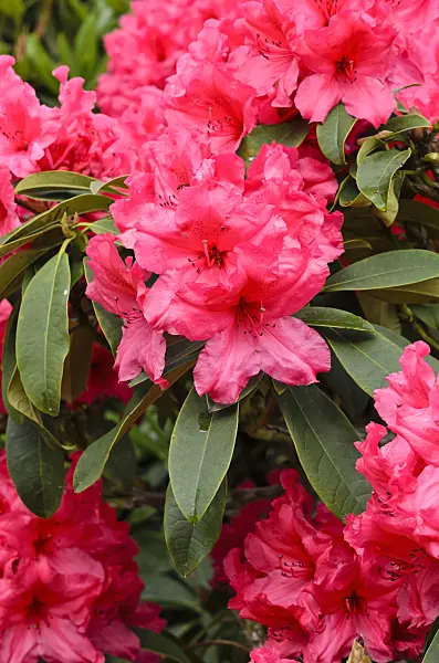 520388 - Large-flowered rhododendron hybrid (Rhododendron Earl of Donoughmore)
