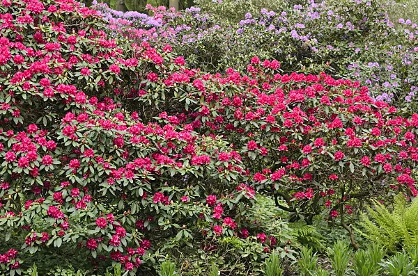 520446 - Large-flowered rhododendron hybrid (Rhododendron Edward S. Rand)