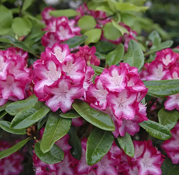 454067 - Large-flowered rhododendron hybrid (Rhododendron Eruption)