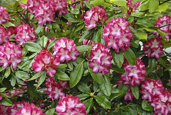 454068 - Large-flowered rhododendron hybrid (Rhododendron Eruption)