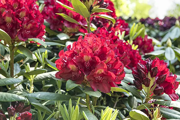638238 - Large-flowered rhododendron hybrid (Rhododendron Francesca)
