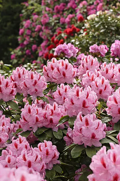 520396 - Large-flowered rhododendron hybrid (Rhododendron Furnivall's Daughter)