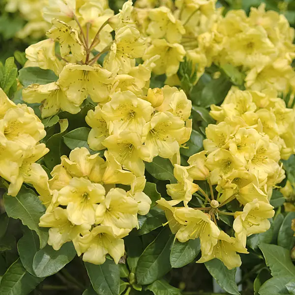 490129 - Large-flowered rhododendron hybrid (Rhododendron Goldbukett)