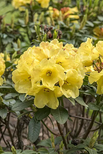 638300 - Large-flowered rhododendron hybrid (Rhododendron Golden Everest)