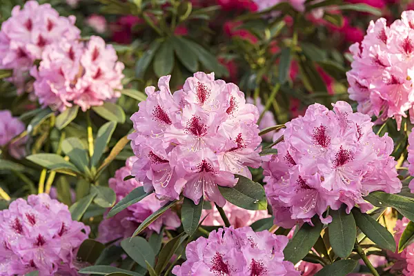 638239 - Large-flowered rhododendron hybrid (Rhododendron Gräfin Sonja)