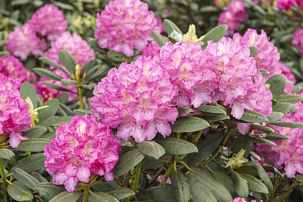 638240 - Large-flowered rhododendron hybrid (Rhododendron Hachmann's Mazurka)