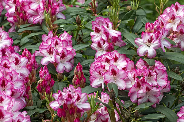 616307 - Large-flowered rhododendron hybrid (Rhododendron Hachmanns Charmant)