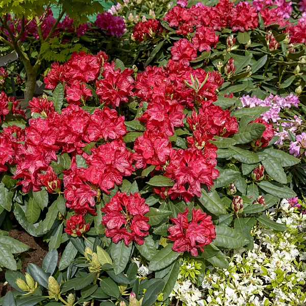 575308 - Large-flowered rhododendron hybrid (Rhododendron Hachmanns Feuerschein)