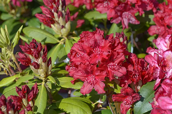 575309 - Large-flowered rhododendron hybrid (Rhododendron Hachmanns Feuerschein)