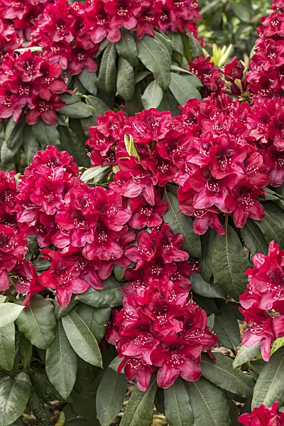 638241 - Large-flowered rhododendron hybrid (Rhododendron Hachmanns Matador)