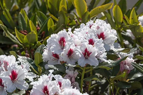 664380 - Large-flowered rhododendron hybrid (Rhododendron Hachmanns Picobello)