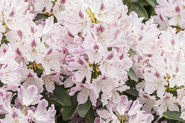 638244 - Large-flowered rhododendron hybrid (Rhododendron Helen Martin)