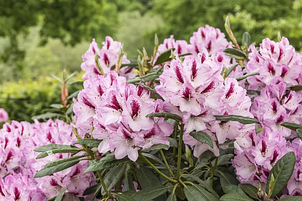 638245 - Large-flowered rhododendron hybrid (Rhododendron Herbstfreude)