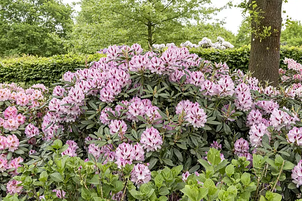 638246 - Large-flowered rhododendron hybrid (Rhododendron Herbstfreude)