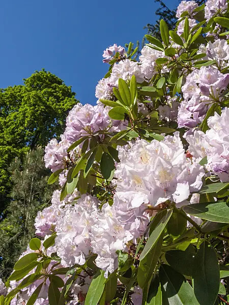 413047 - Large-flowered rhododendron hybrid (Rhododendron Holbein)