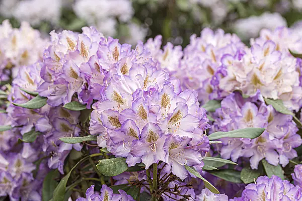 638248 - Large-flowered rhododendron hybrid (Rhododendron Husky)