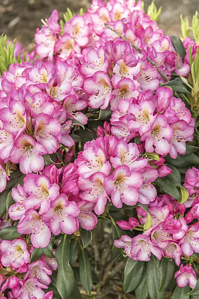 638253 - Large-flowered rhododendron hybrid (Rhododendron Kurfürstin Sophie)