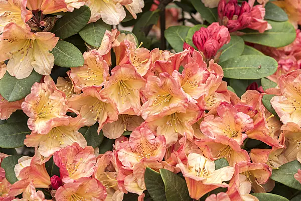 638256 - Large-flowered rhododendron hybrid (Rhododendron Lotte August)