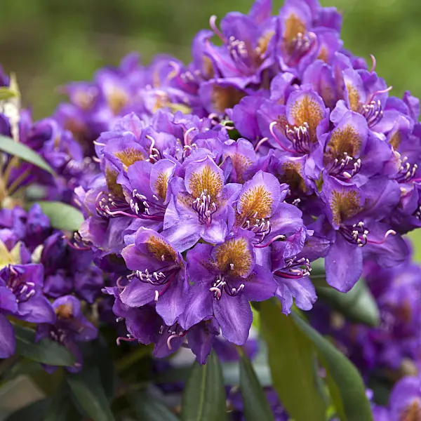 535320 - Large-flowered rhododendron hybrid (Rhododendron Marcel Menard)