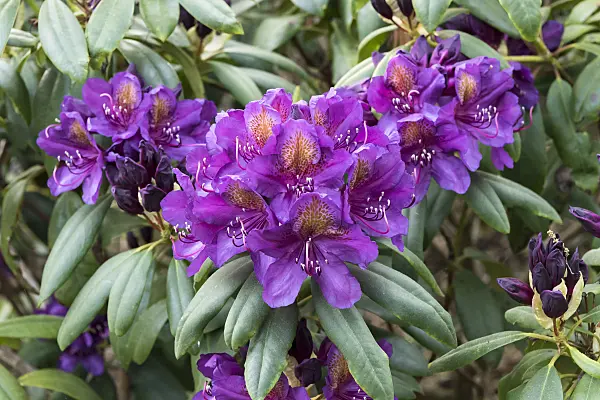 638258 - Large-flowered rhododendron hybrid (Rhododendron Marcel Menard)