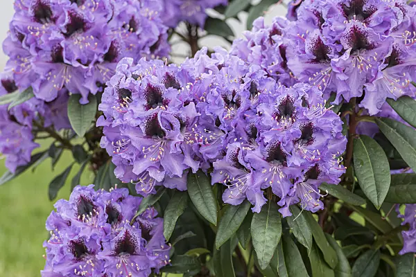 616308 - Large-flowered rhododendron hybrid (Rhododendron Metallica)