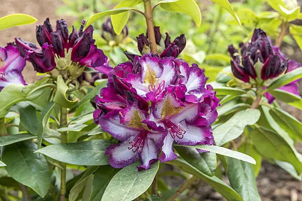 638259 - Large-flowered rhododendron hybrid (Rhododendron Midnight Magic)
