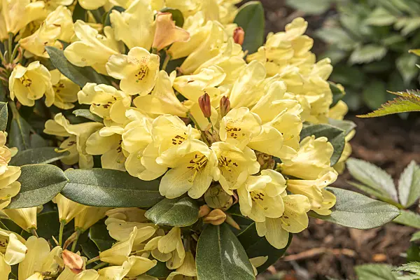 638260 - Large-flowered rhododendron hybrid (Rhododendron Moon Fire)