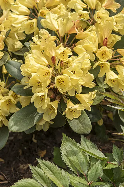 638261 - Large-flowered rhododendron hybrid (Rhododendron Moon Fire)