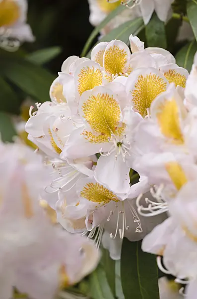520394 - Large-flowered rhododendron hybrid (Rhododendron Mrs J.G. Millais)