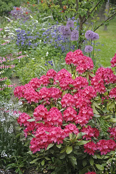 517223 - Large-flowered rhododendron hybrid (Rhododendron Nova Zembla)