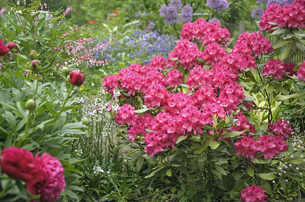 517224 - Large-flowered rhododendron hybrid (Rhododendron Nova Zembla)
