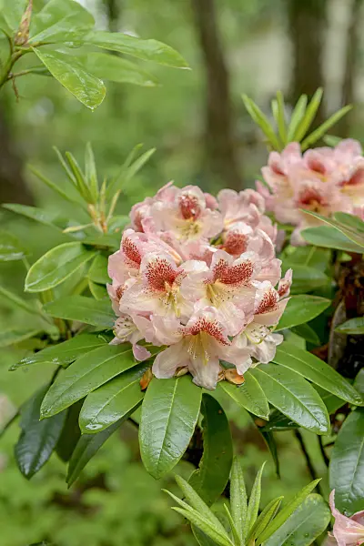 558222 - Large-flowered rhododendron hybrid (Rhododendron Phillip)
