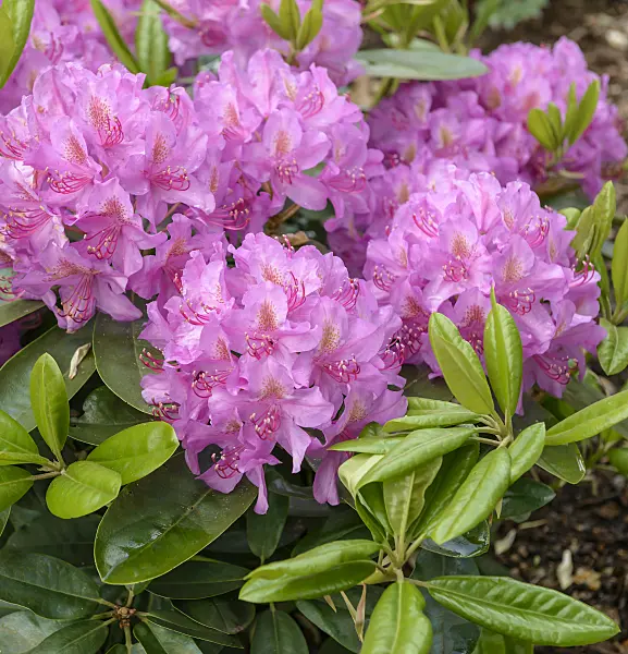 575313 - Large-flowered rhododendron hybrid (Rhododendron Pink Purple Dream)