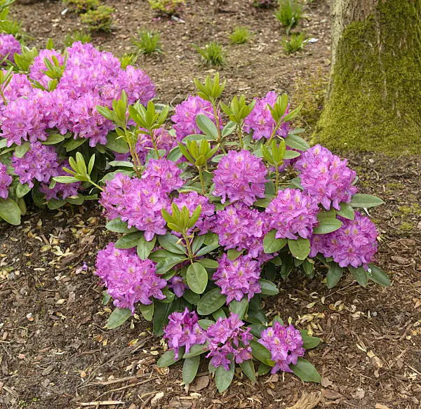 575315 - Large-flowered rhododendron hybrid (Rhododendron Pink Purple Dream)