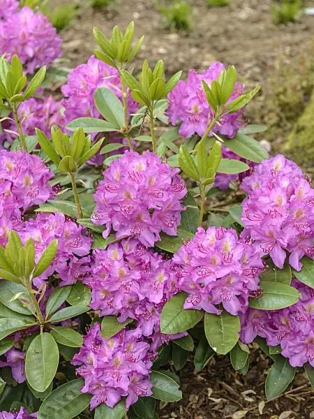 575316 - Large-flowered rhododendron hybrid (Rhododendron Pink Purple Dream)