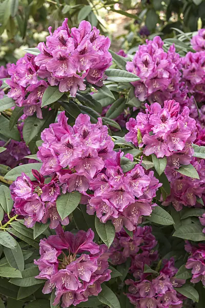 638272 - Large-flowered rhododendron hybrid (Rhododendron Professor Hugo de Vries)
