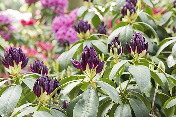 638273 - Large-flowered rhododendron hybrid (Rhododendron Purpureum Elegans)